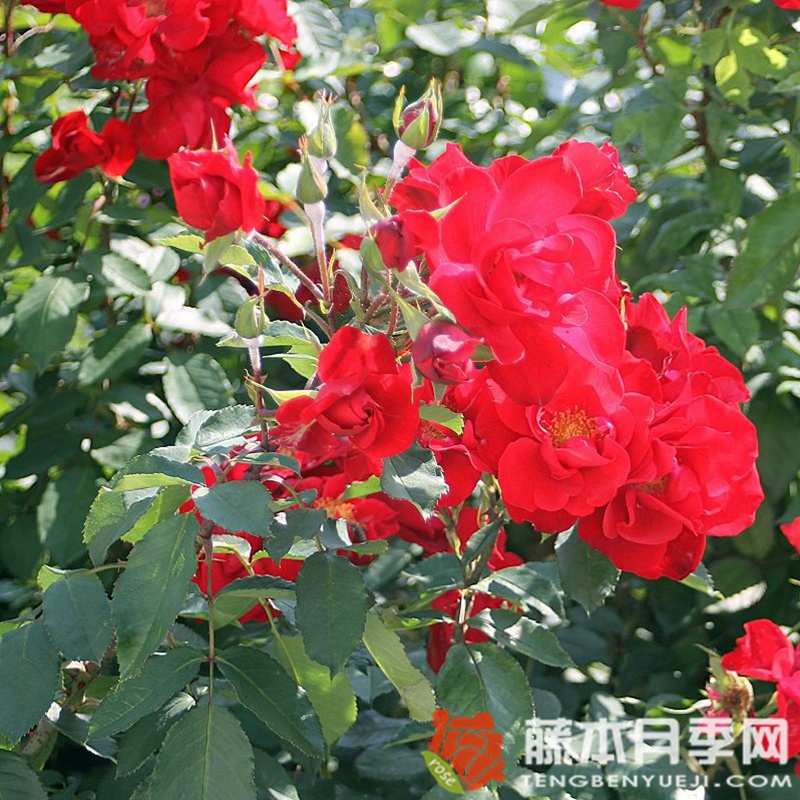 卡斯泰拉月季 卡斯泰拉月季