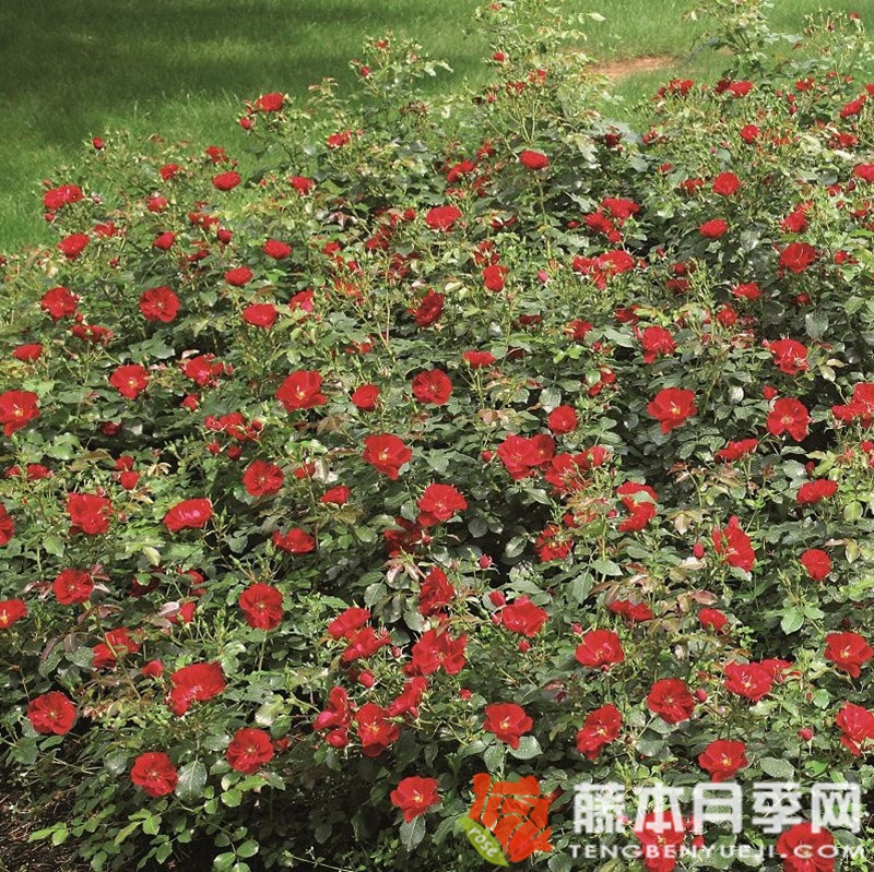 森特罗月季 森特罗月季