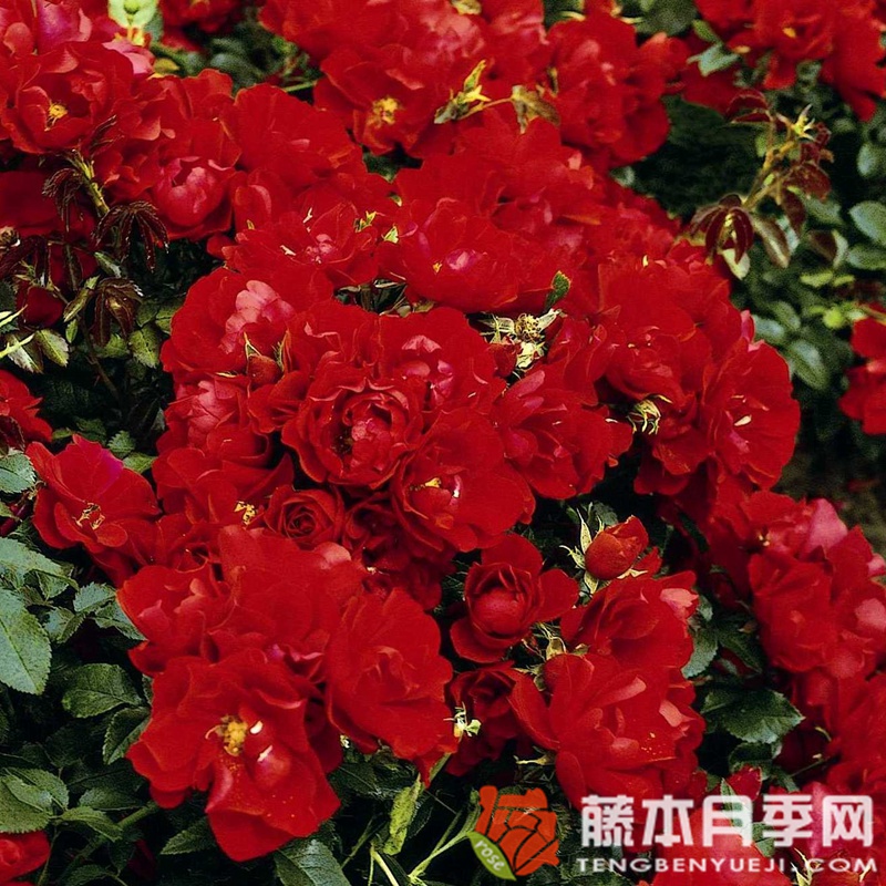 森特罗月季 森特罗月季