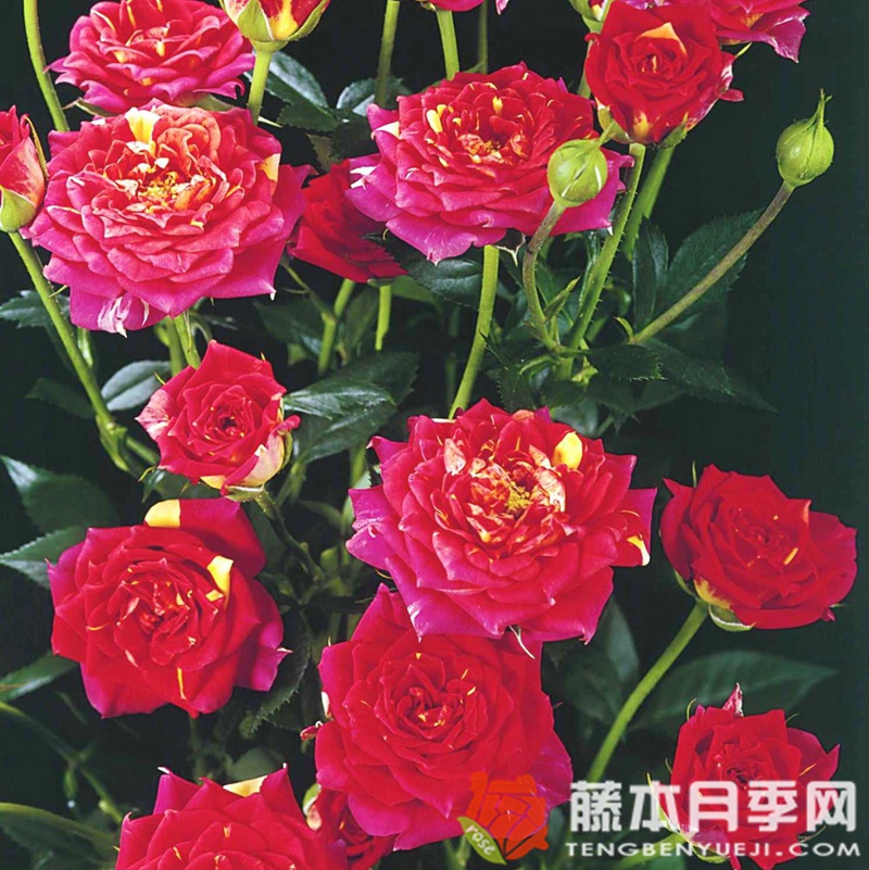 辣椒小柑橘 辣椒小柑橘