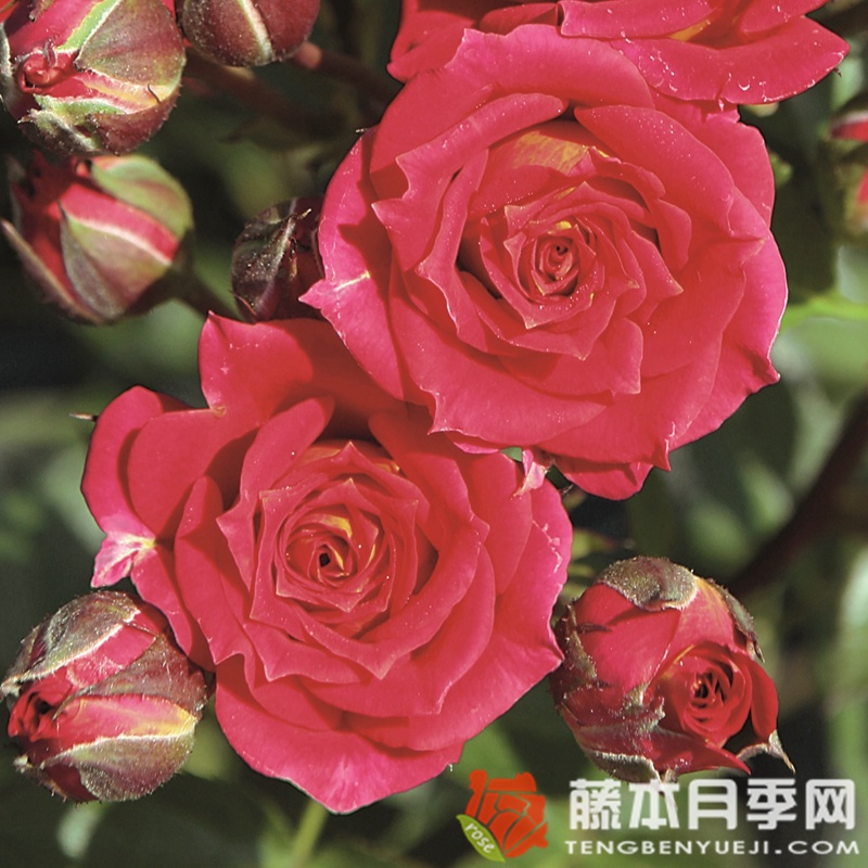 辣椒小柑橘 辣椒小柑橘