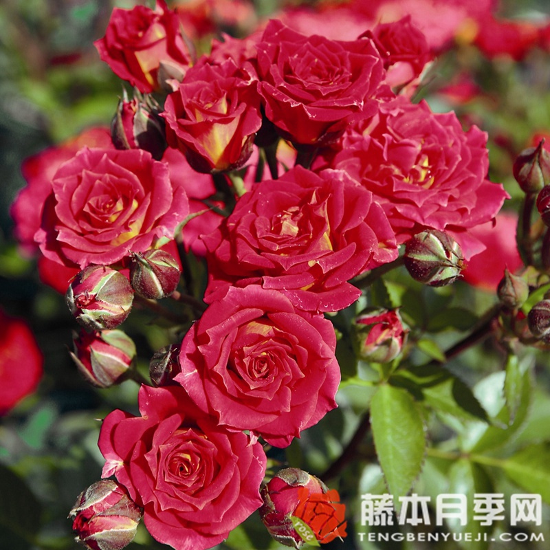 辣椒小柑橘 辣椒小柑橘