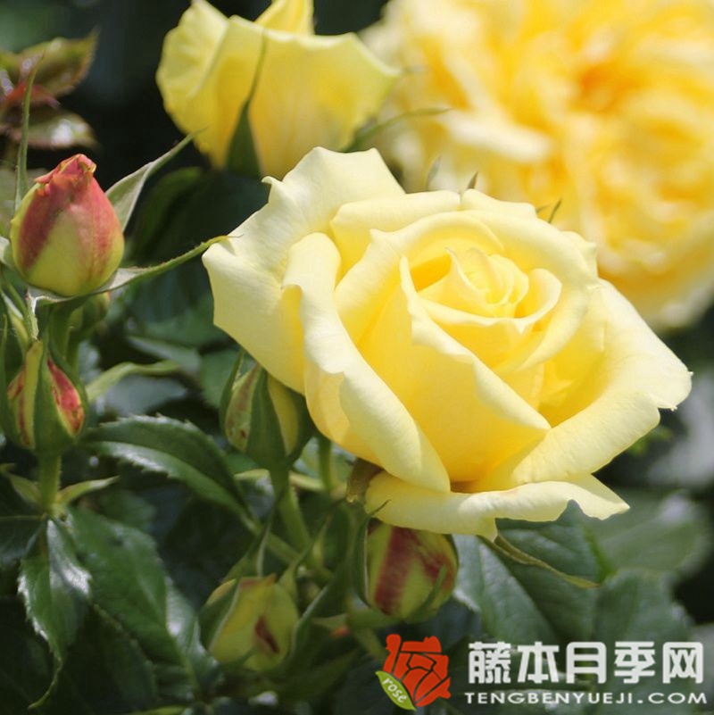 中国女孩月季 中国女孩月季