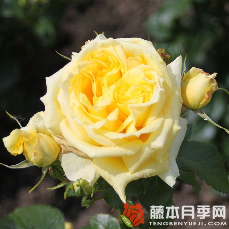 中国女孩月季 中国女孩月季