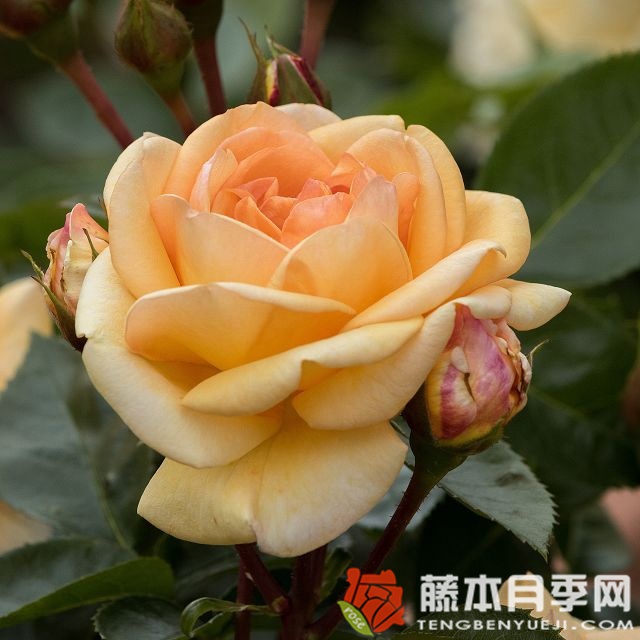 生生不息月季 生生不息月季