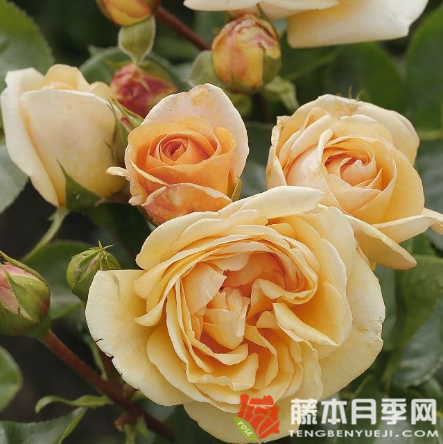 生生不息月季 生生不息月季