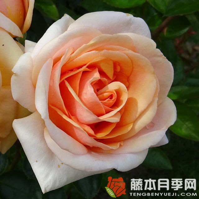生生不息月季 生生不息月季