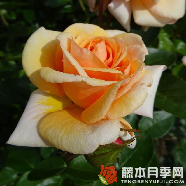 生生不息月季 生生不息月季