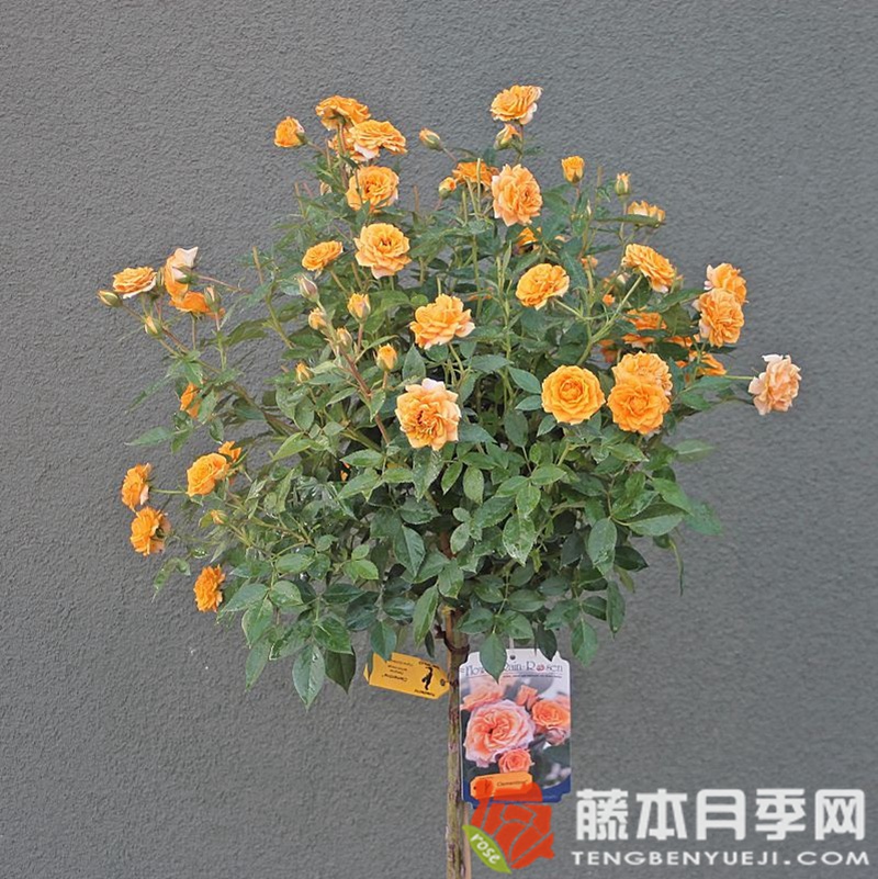 小柑橘 小柑橘