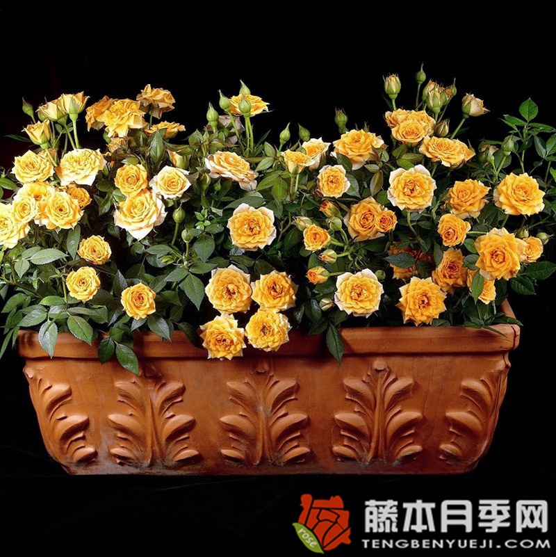 小柑橘 小柑橘