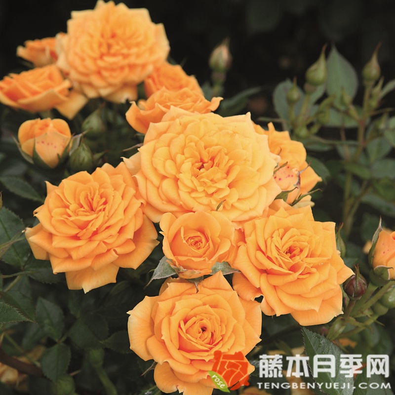 小柑橘 小柑橘