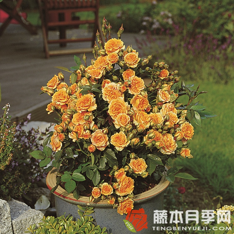 小柑橘 小柑橘