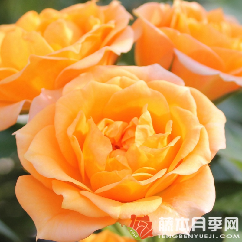 小柑橘 小柑橘