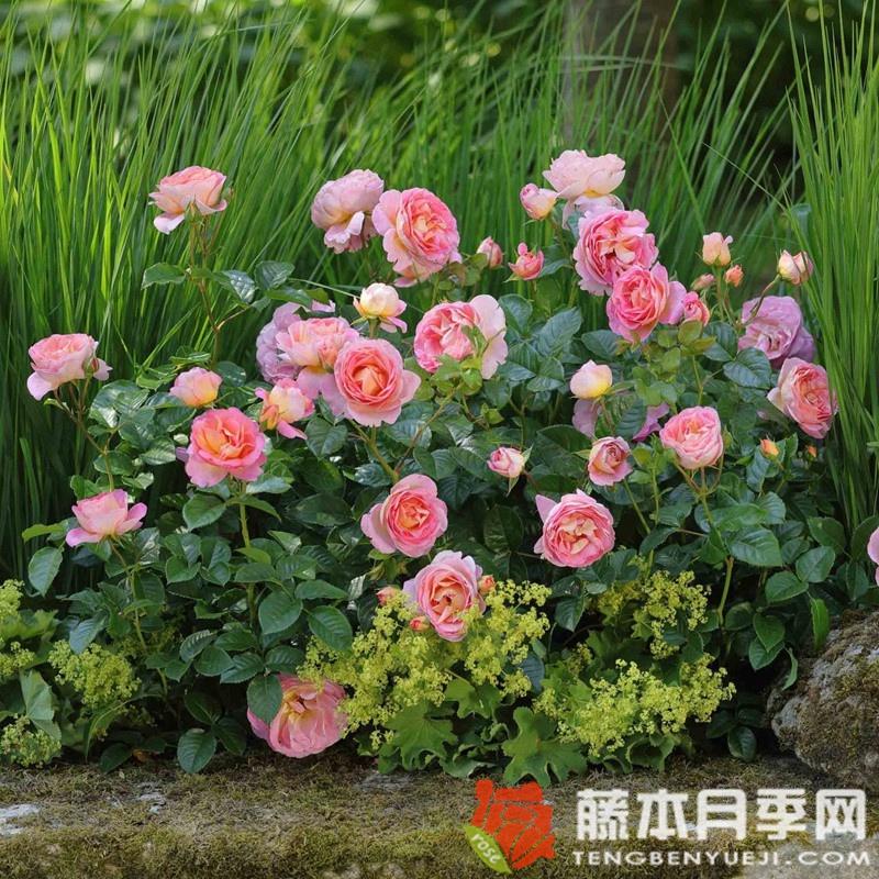 多恩堡城堡玫瑰 多恩堡城堡玫瑰