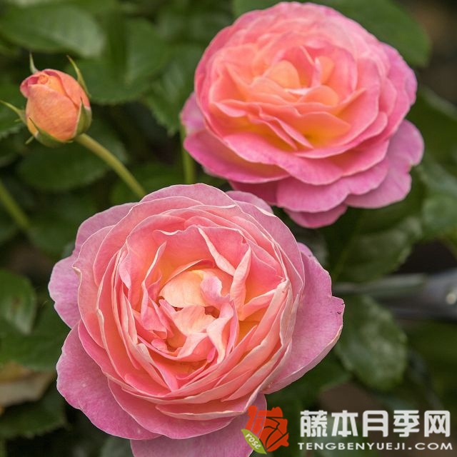 多恩堡城堡玫瑰 多恩堡城堡玫瑰