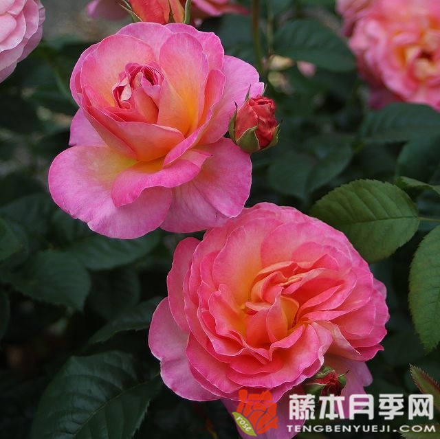 多恩堡城堡玫瑰 多恩堡城堡玫瑰