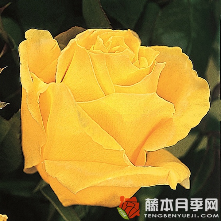 黄金香水月季 金色芳香Scented Gold