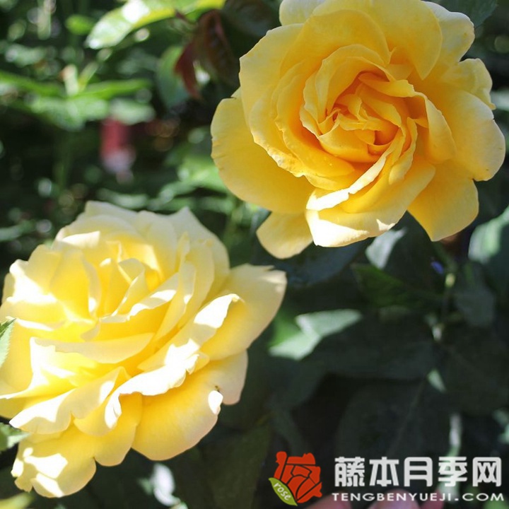 黄金香水月季 金色芳香Scented Gold