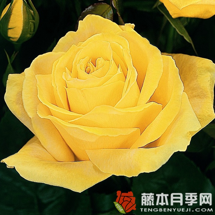 黄金香水月季 金色芳香Scented Gold