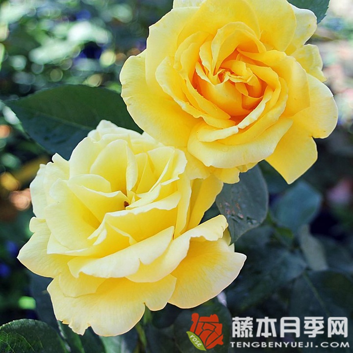 黄金香水月季 金色芳香Scented Gold