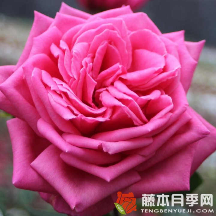 香蒲月季 香蒲月季