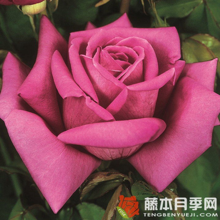 香蒲月季 香蒲月季