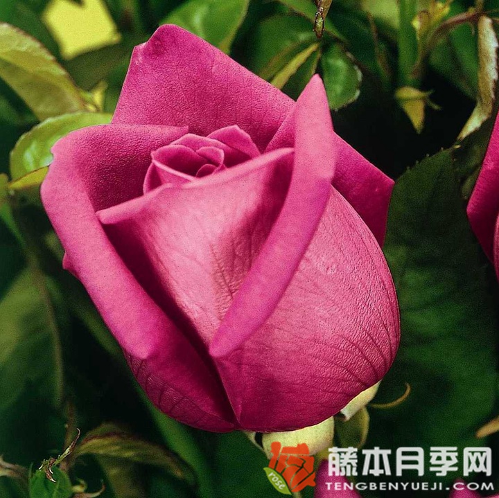 香蒲月季 香蒲月季