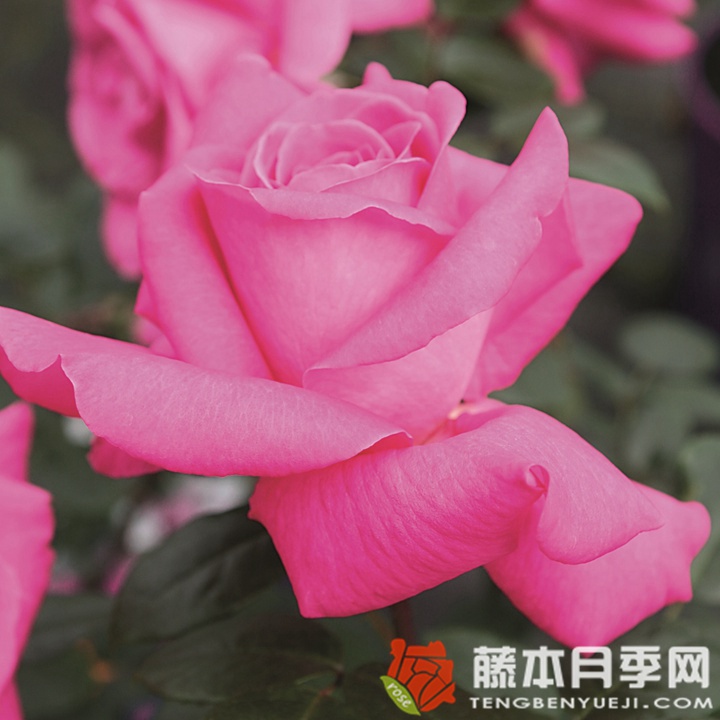 香蒲月季 香蒲月季