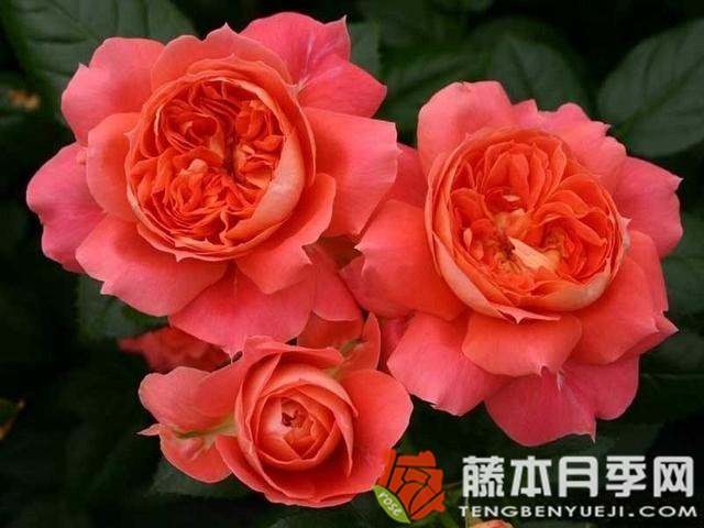 橙色花环月季优缺点 橙色花环月季优缺点