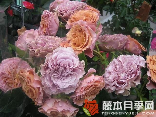 甜蜜巧克力月季优缺点 甜蜜巧克力月季优缺点