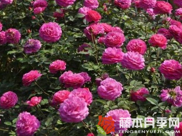珠宝月季优缺点 珠宝月季优缺点
