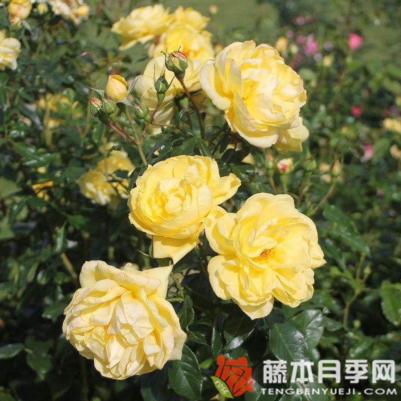 埃米尔·诺尔德月季 埃米尔·诺尔德月季