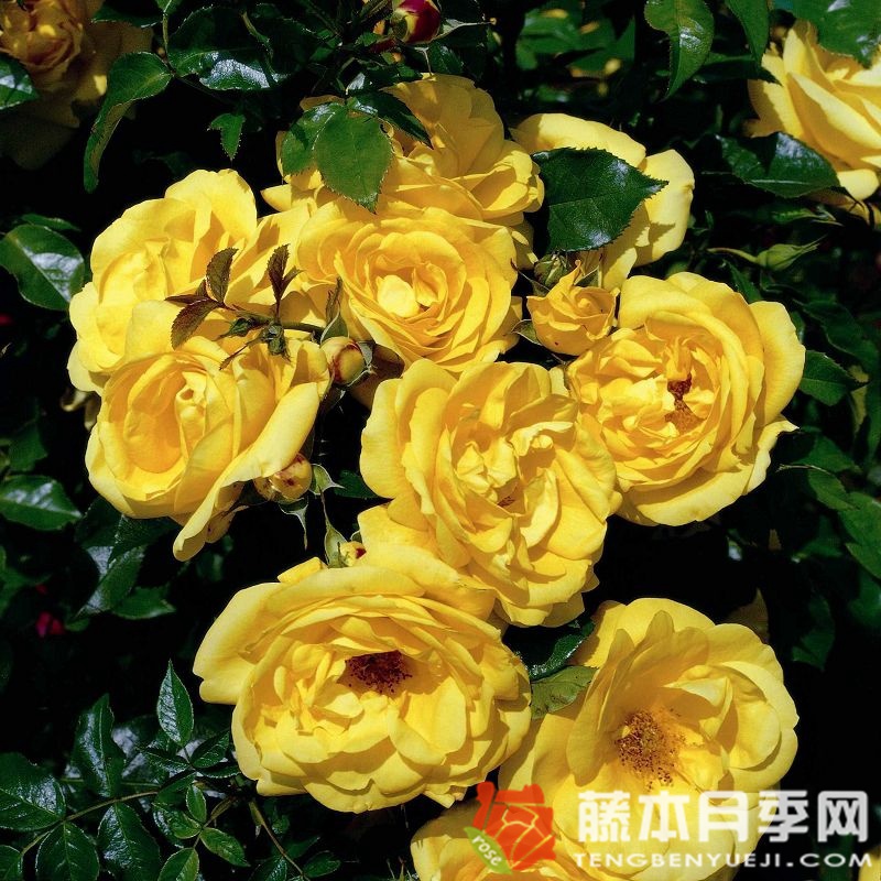 埃米尔·诺尔德月季 埃米尔·诺尔德月季