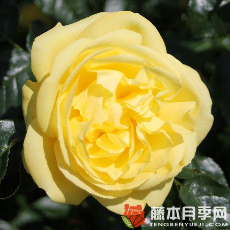 埃米尔·诺尔德月季 埃米尔·诺尔德月季
