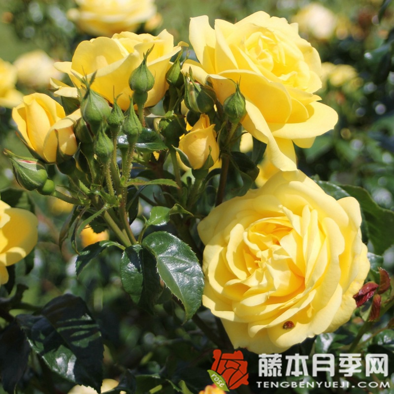 埃米尔·诺尔德月季 埃米尔·诺尔德月季