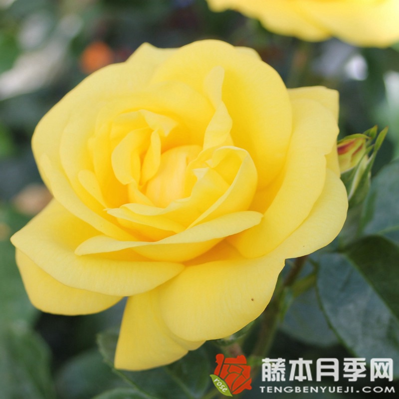埃米尔·诺尔德月季 埃米尔·诺尔德月季