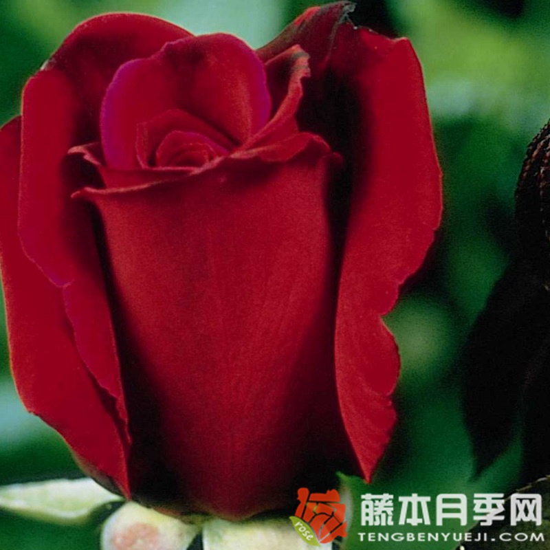 情趣月季 情趣月季