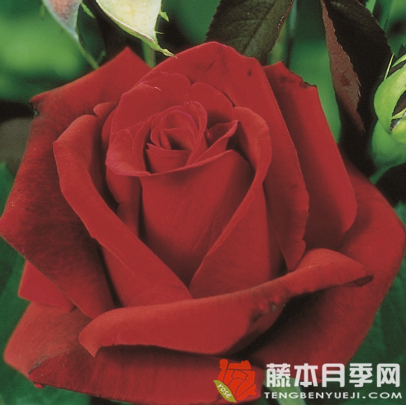 情趣月季 情趣月季