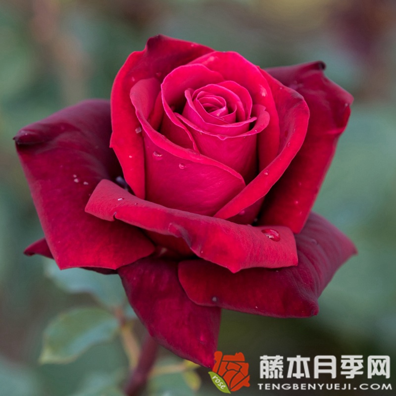 情趣月季 情趣月季