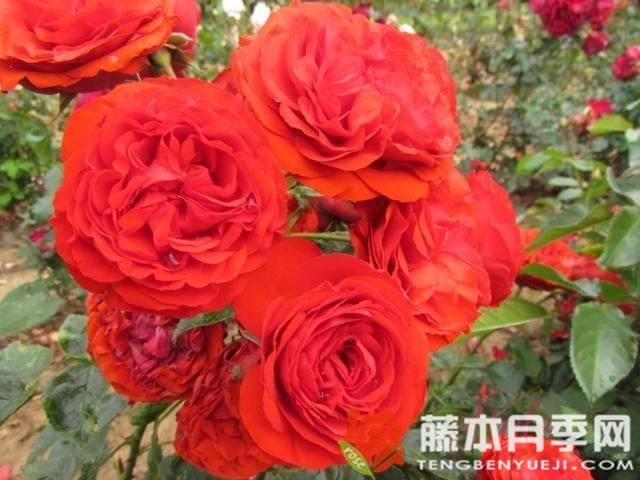 迪斯科女王月季优缺点 迪斯科女王月季优缺点