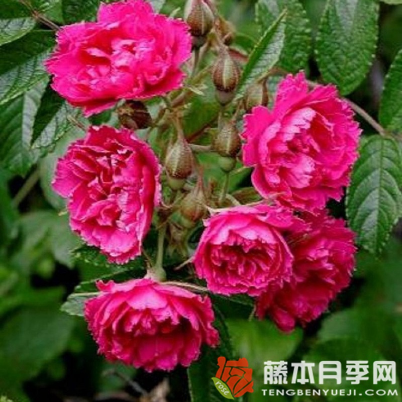 F. J. 格罗藤 F. J. 格罗藤