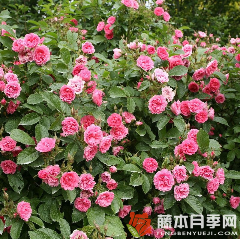 F. J. 格罗藤 F. J. 格罗藤