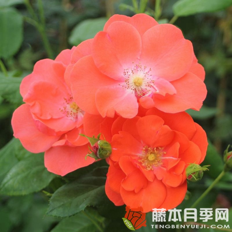 烟花月季 烟花月季