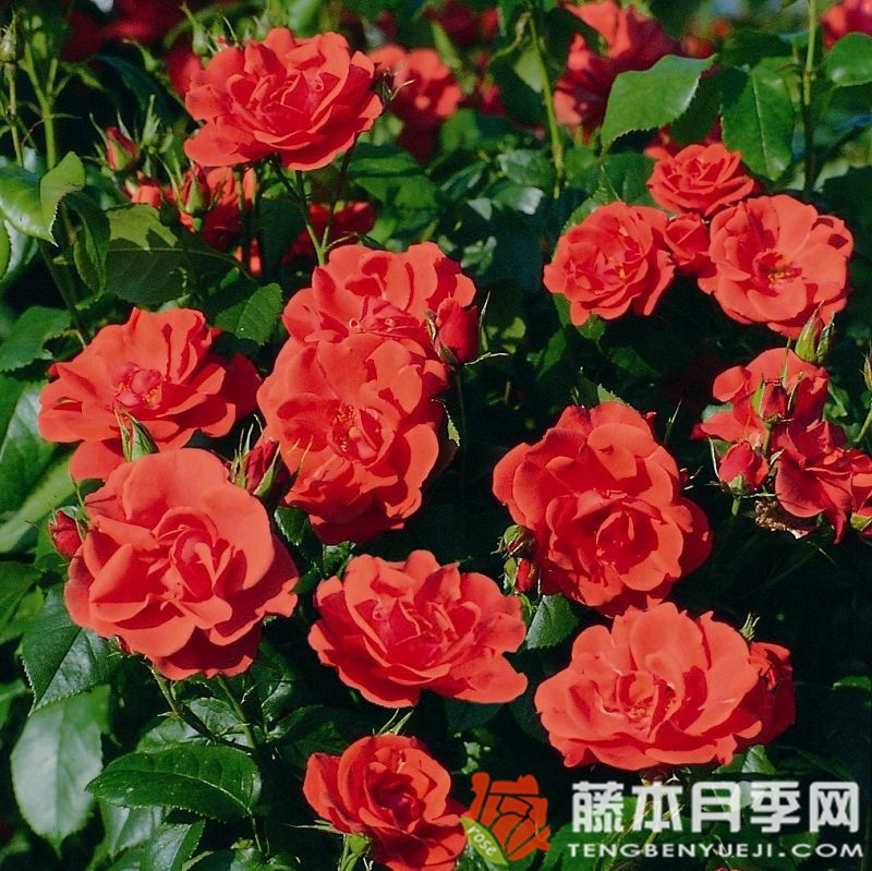 烟花月季 烟花月季