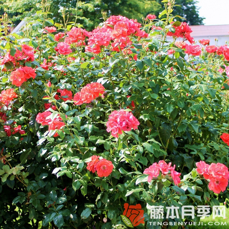 烟花月季 烟花月季