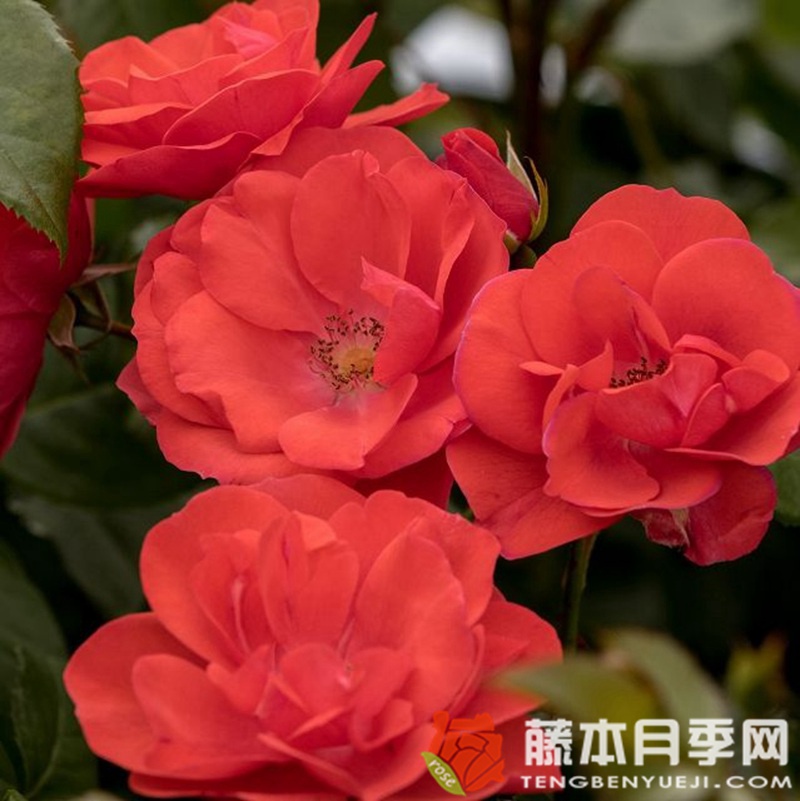 烟花月季 烟花月季