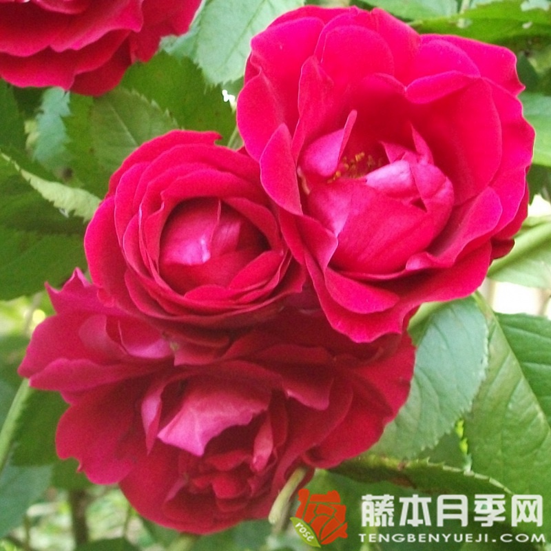 火焰舞月季 火焰舞月季