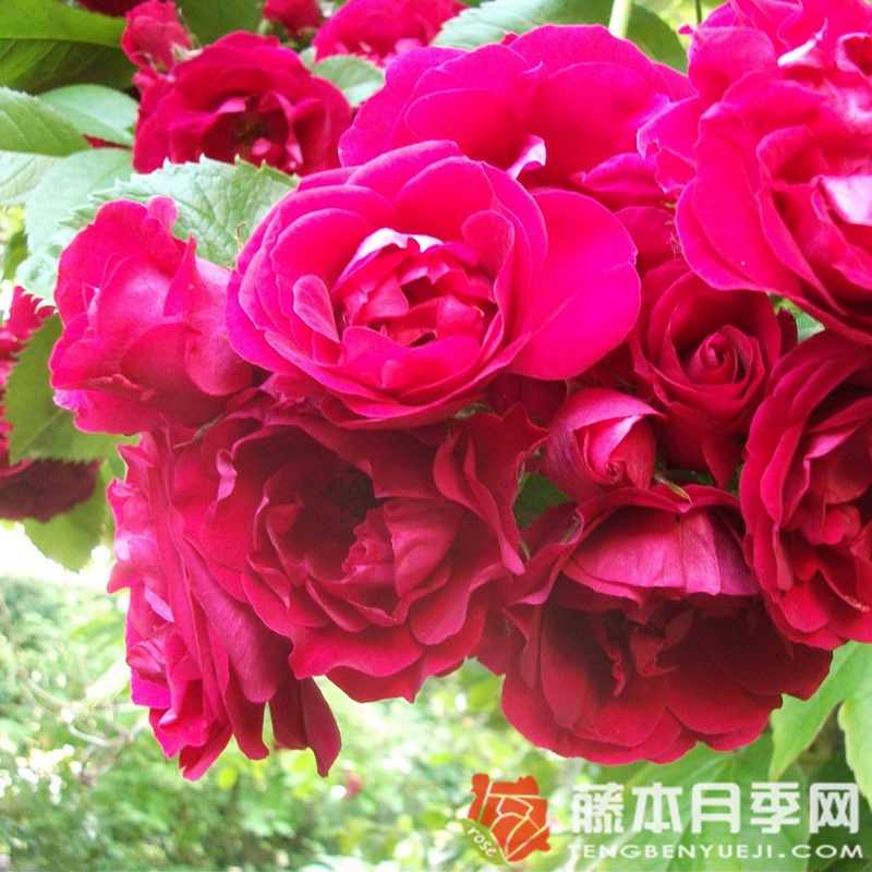 火焰舞月季 火焰舞月季
