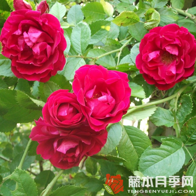 火焰舞月季 火焰舞月季