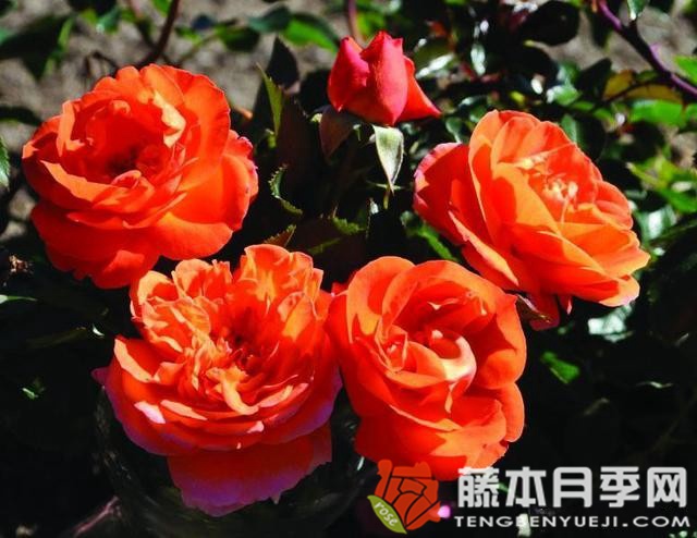 芒果阳台月季优缺点 芒果阳台月季优缺点